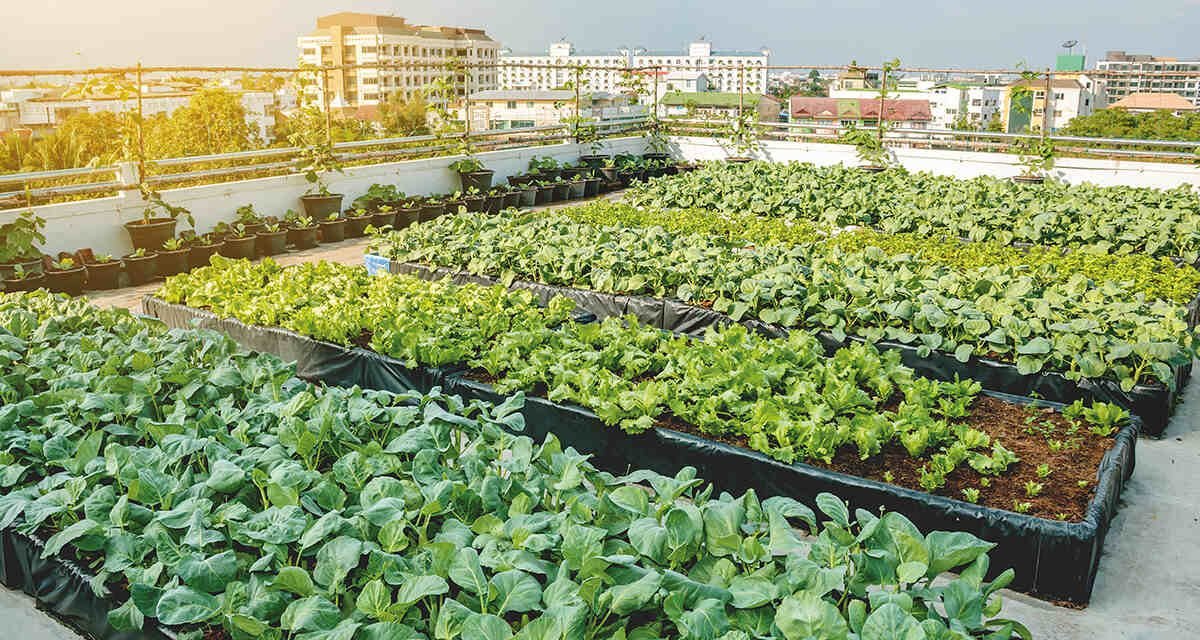 Exploring the Similarities between Urban Agriculture and Greenbox Farms Container Farming