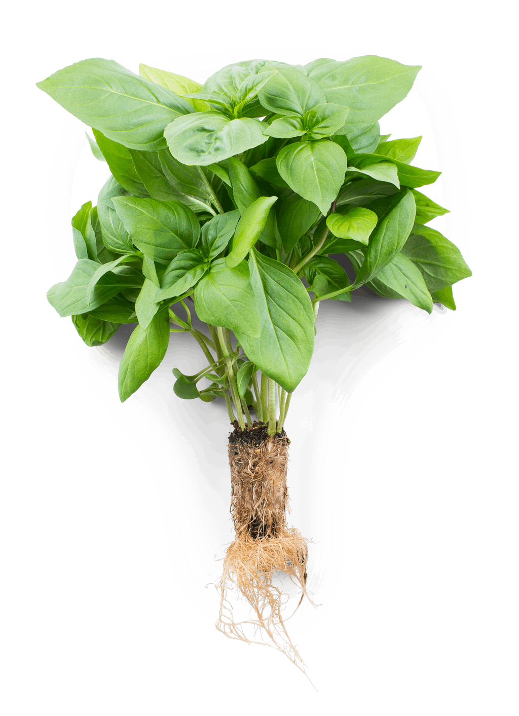 thai-basil-pon-pon https://greenboxfarms.nl/wp-content/uploads/2023/09/thai-basil-pon-pon-640x883.png